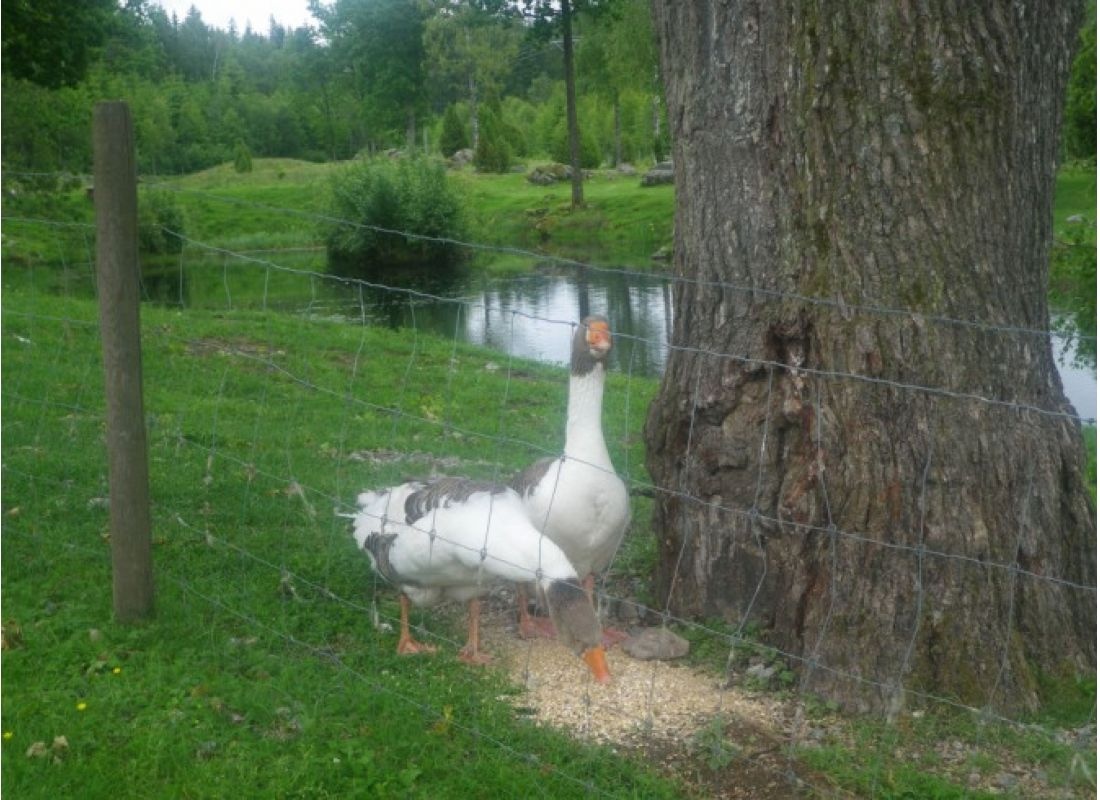 Malsbogård — Camperplaats in Ambjörnarp