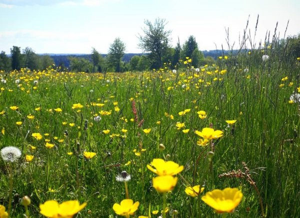 Rikardsgården — Photo 2