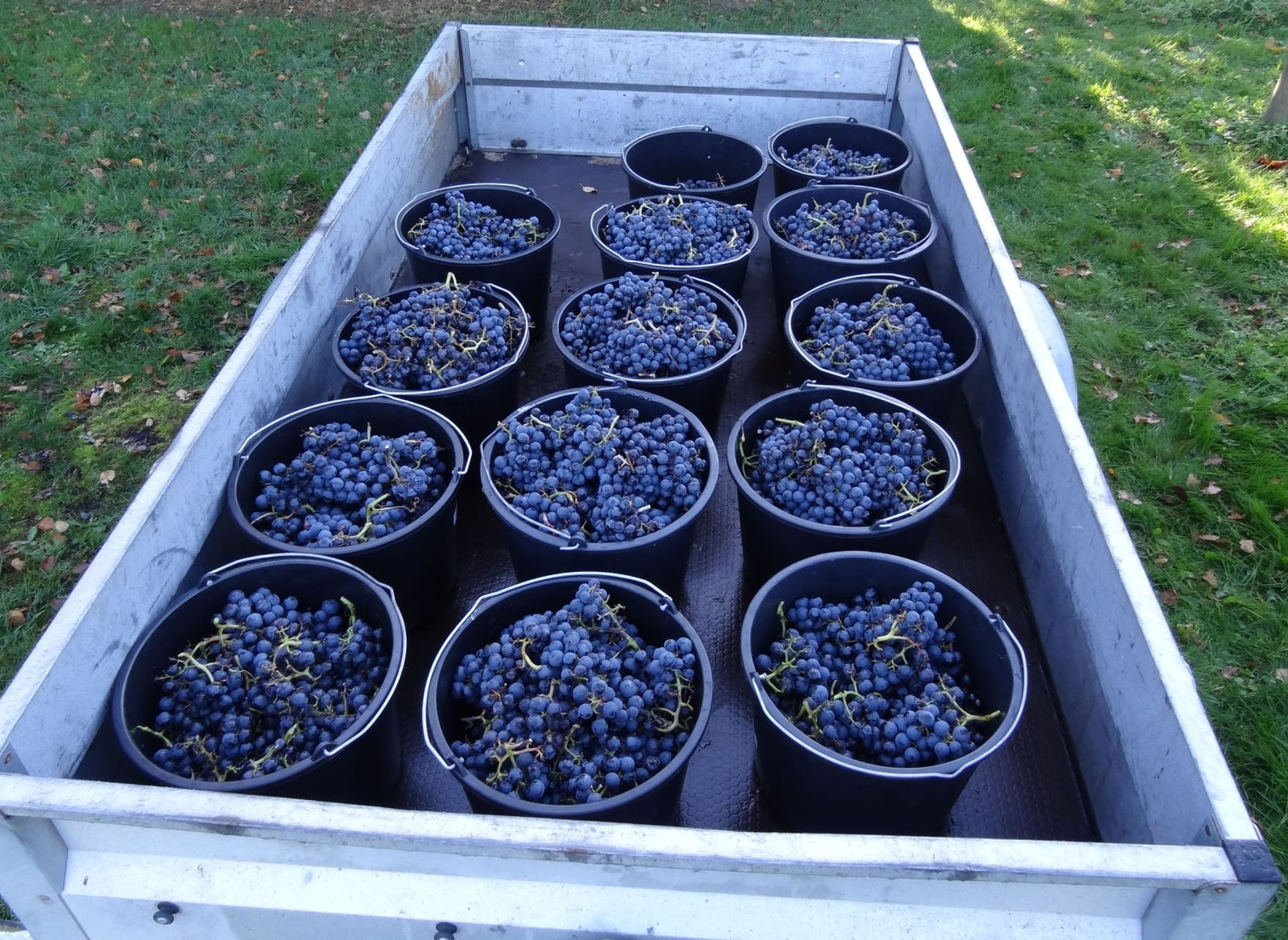 OddeKystVineri — Weingut in Hadsund