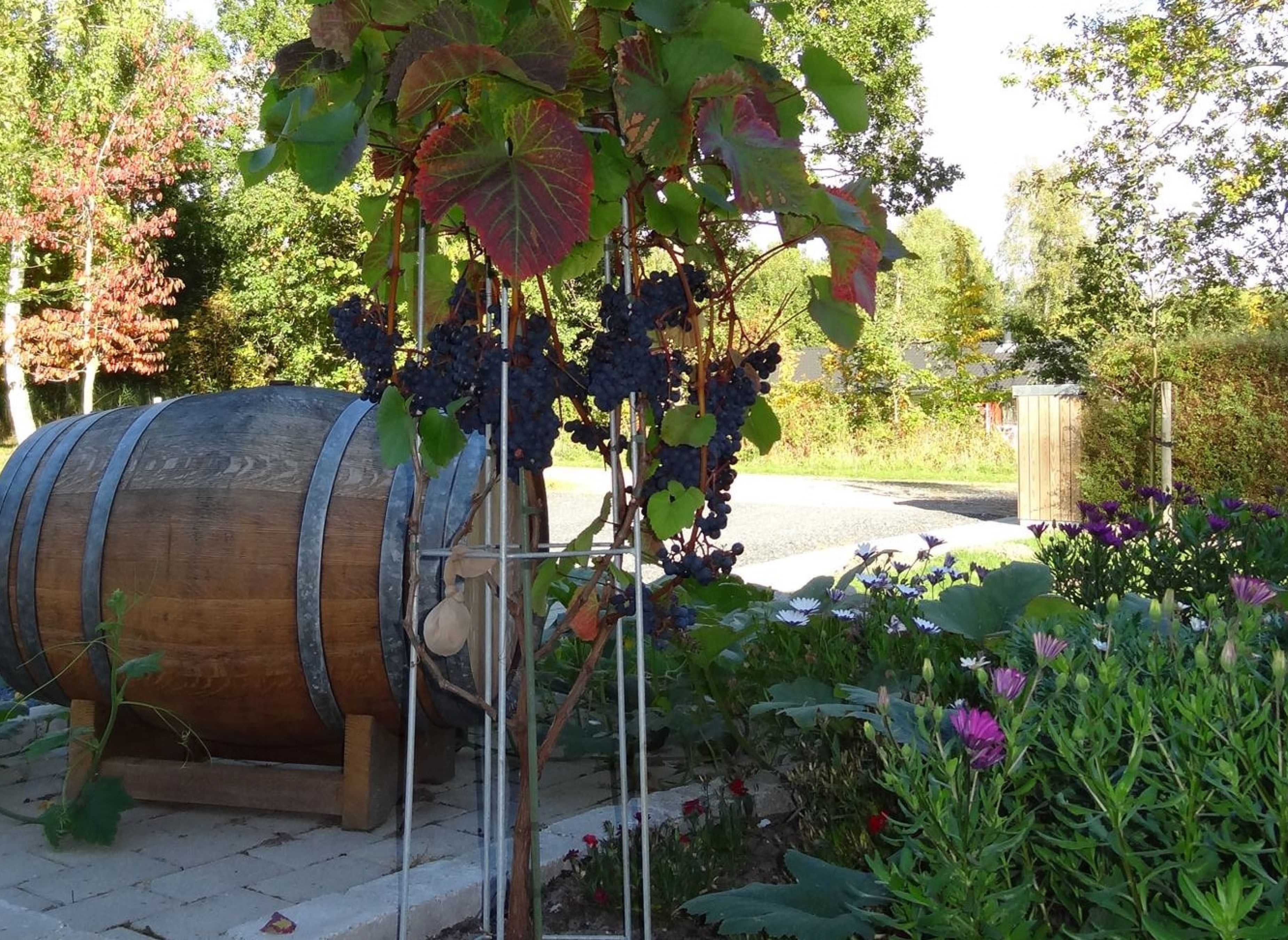OddeKystVineri — Weingut in Hadsund