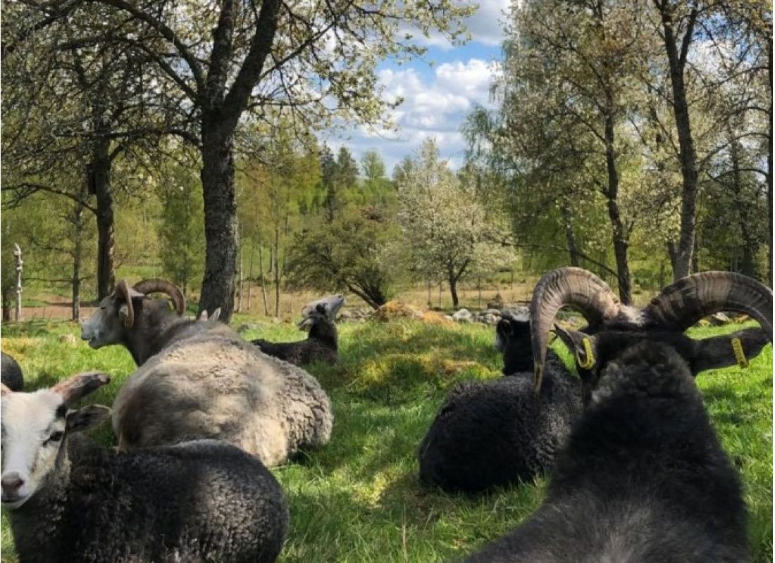 Kulturreservatet Åsens by — 露营车营地 in 