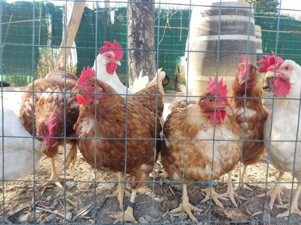 Agricampeggio Poggio ai Pini — Photo 6