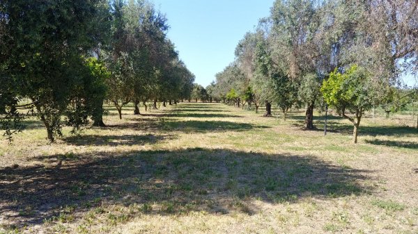 Area Sosta SP 81 — Photo 2