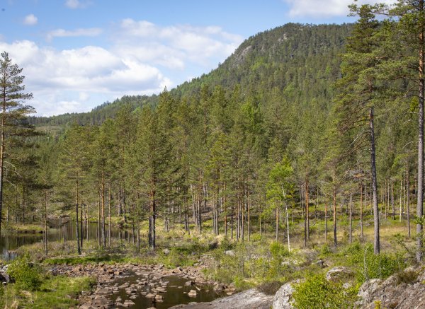 Åslandsdammen — Foto 2