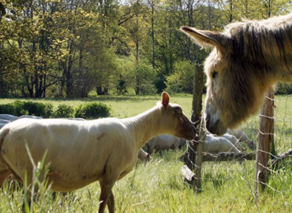 Camping La Bergerie — Photo 2