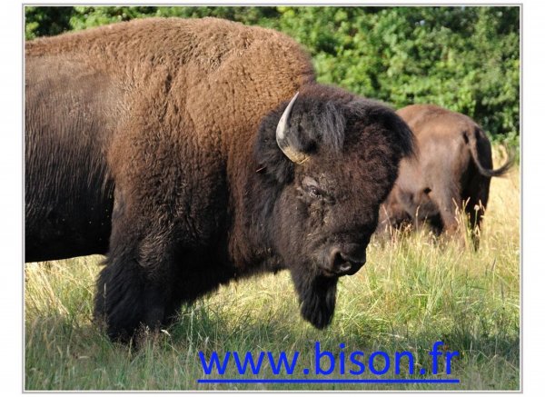 Élevage de Bisons en Limousin