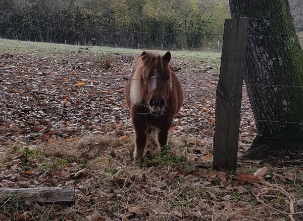 Espace Vital Camping — Photo 3