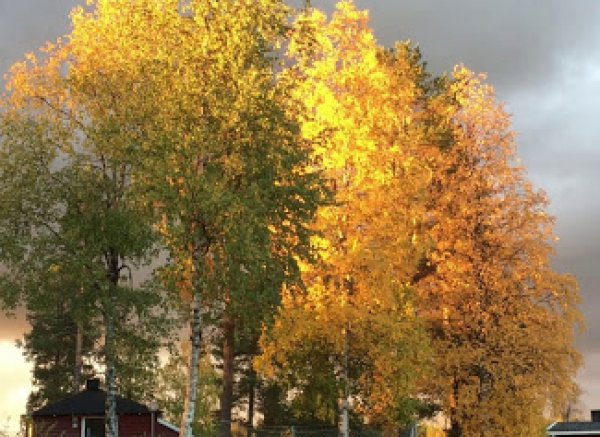 Pajala Camping Route 99 — Photo 5