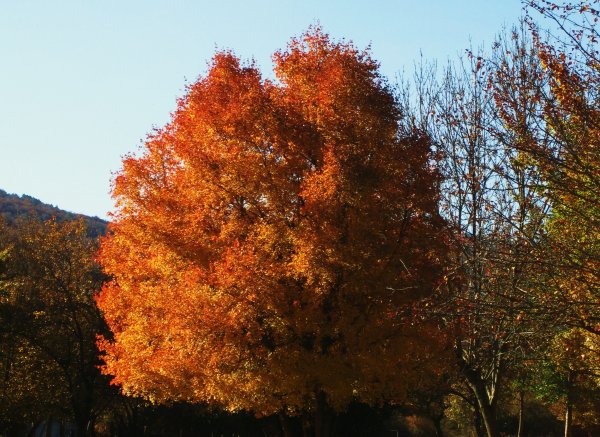 Camping Los Cameros — Photo 4