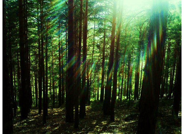 Camping Los Cameros — Photo 5