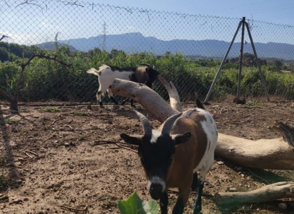 El Canar — Photo 4