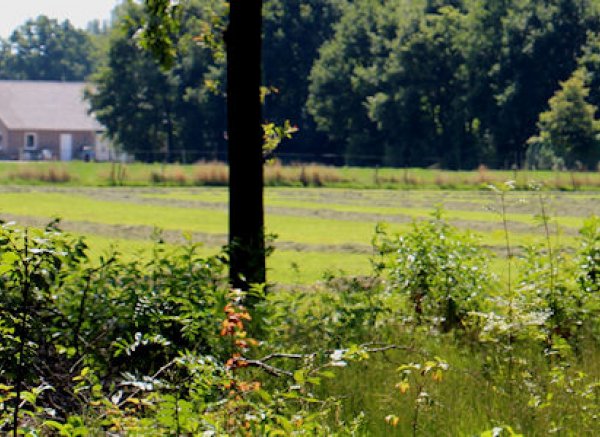 Camping Roderveld — Photo 2