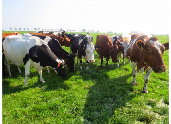 Simonehoeve — Photo 3