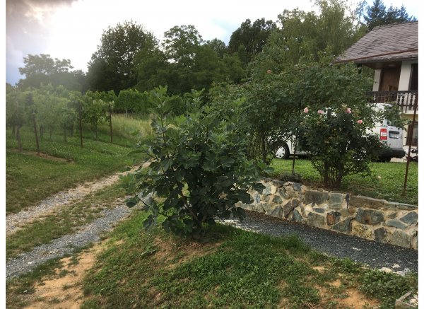 Sonnenplatz im Weingarten — Photo 2