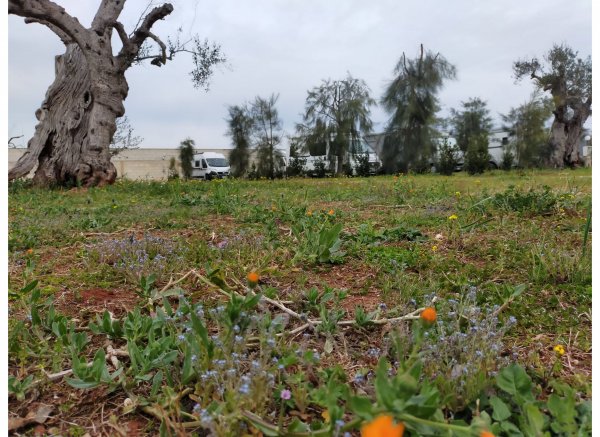 Salento sosta camper — Photo 5