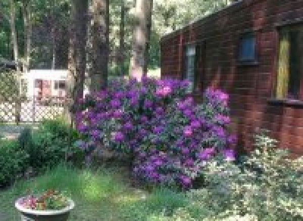 Camping Zwaluwenhof — Photo 5