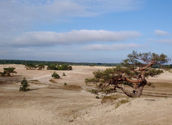 Camping Zwaluwenhof — Zdjęcie 3