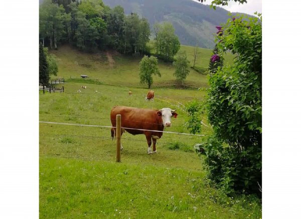 Am Haindlbach — Photo 3