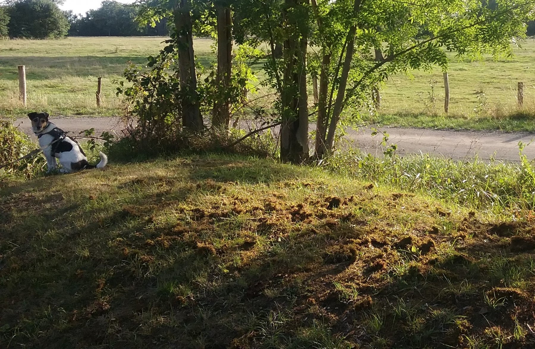 Stellplatz Bologne — Stellplatz in Viéville