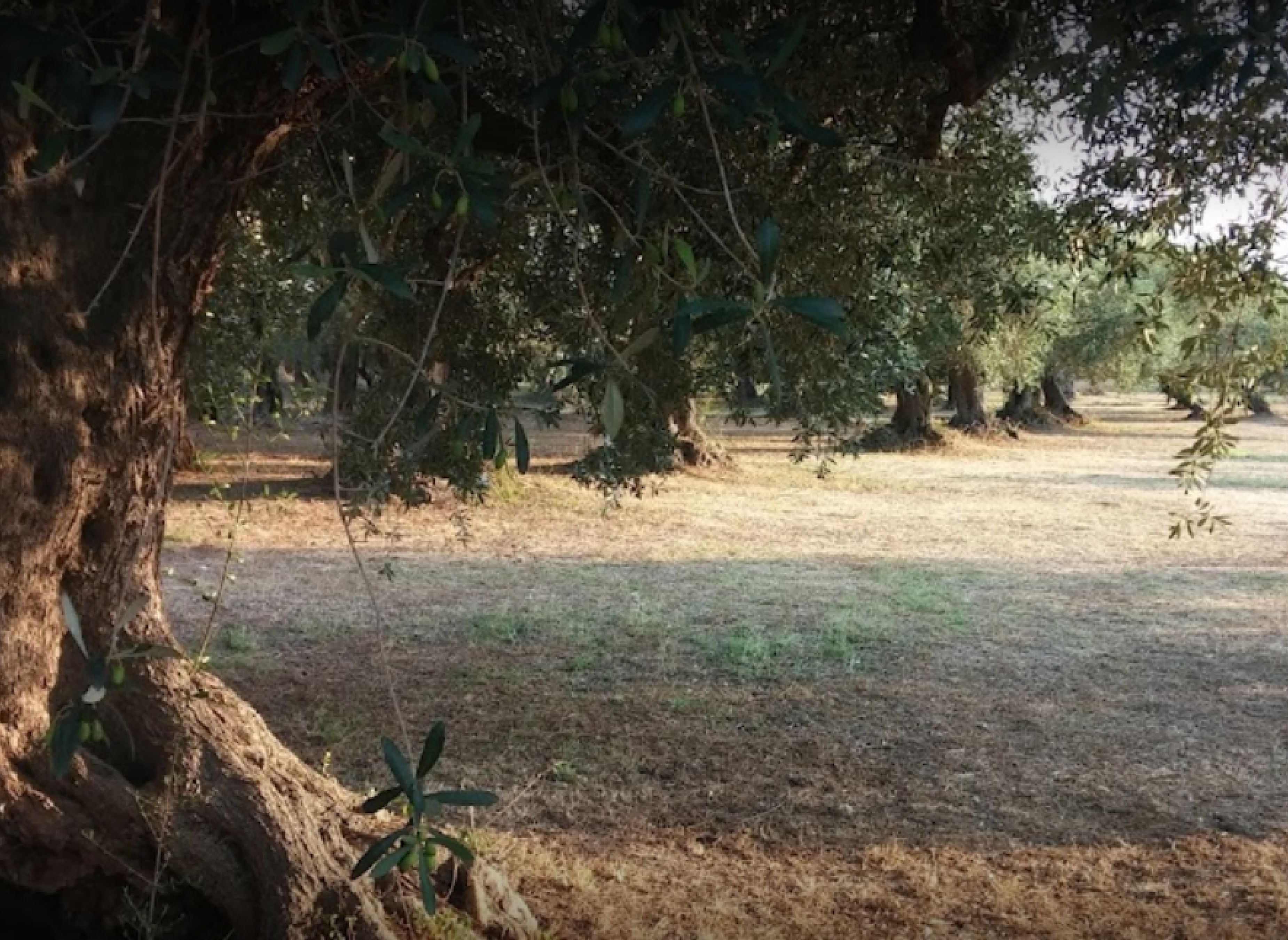 DI VITO FARM — 露营车营地 in Campomarino