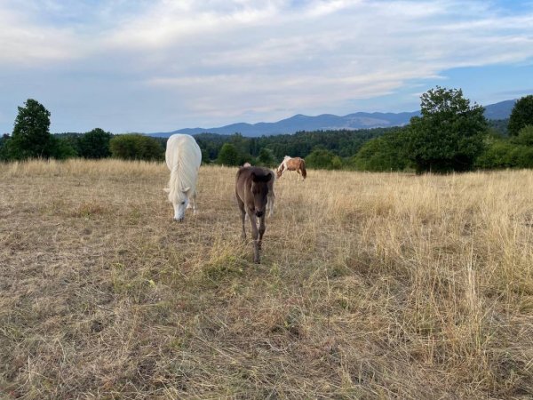 Camping Plana & Bar 66 — Photo 2