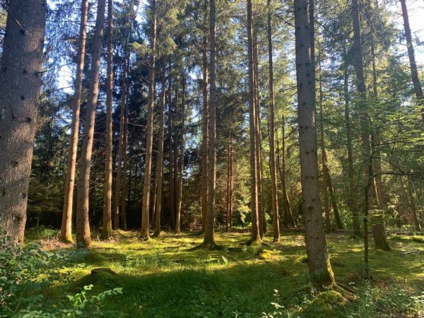 Campingplatz Königsdorf am Bibisee — Photo 4