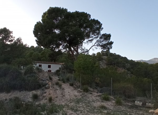 El Realet — Photo 3