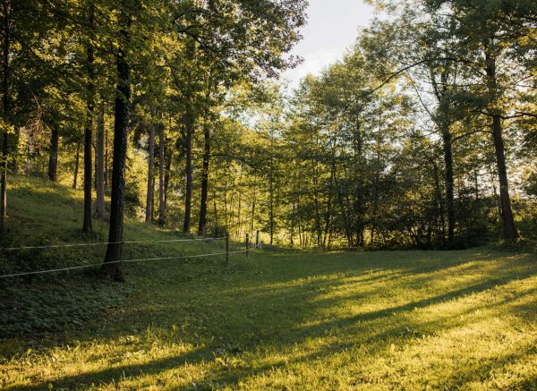 Forest Camping Mozirje — Photo 2