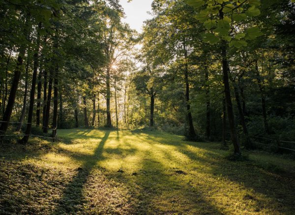Forest Camping Mozirje — Photo 3