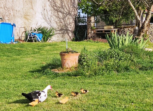 Bella becca ranch — Photo 6