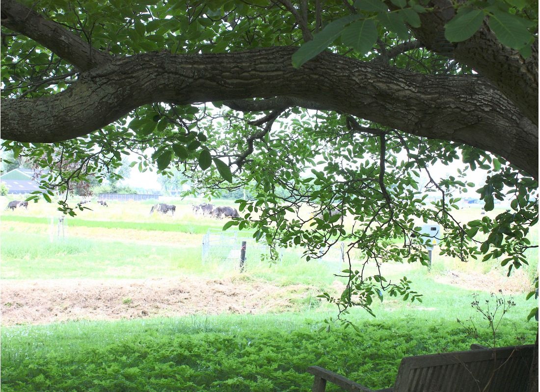 Onder de oude walnotenboom — Campervan Site in Kampen