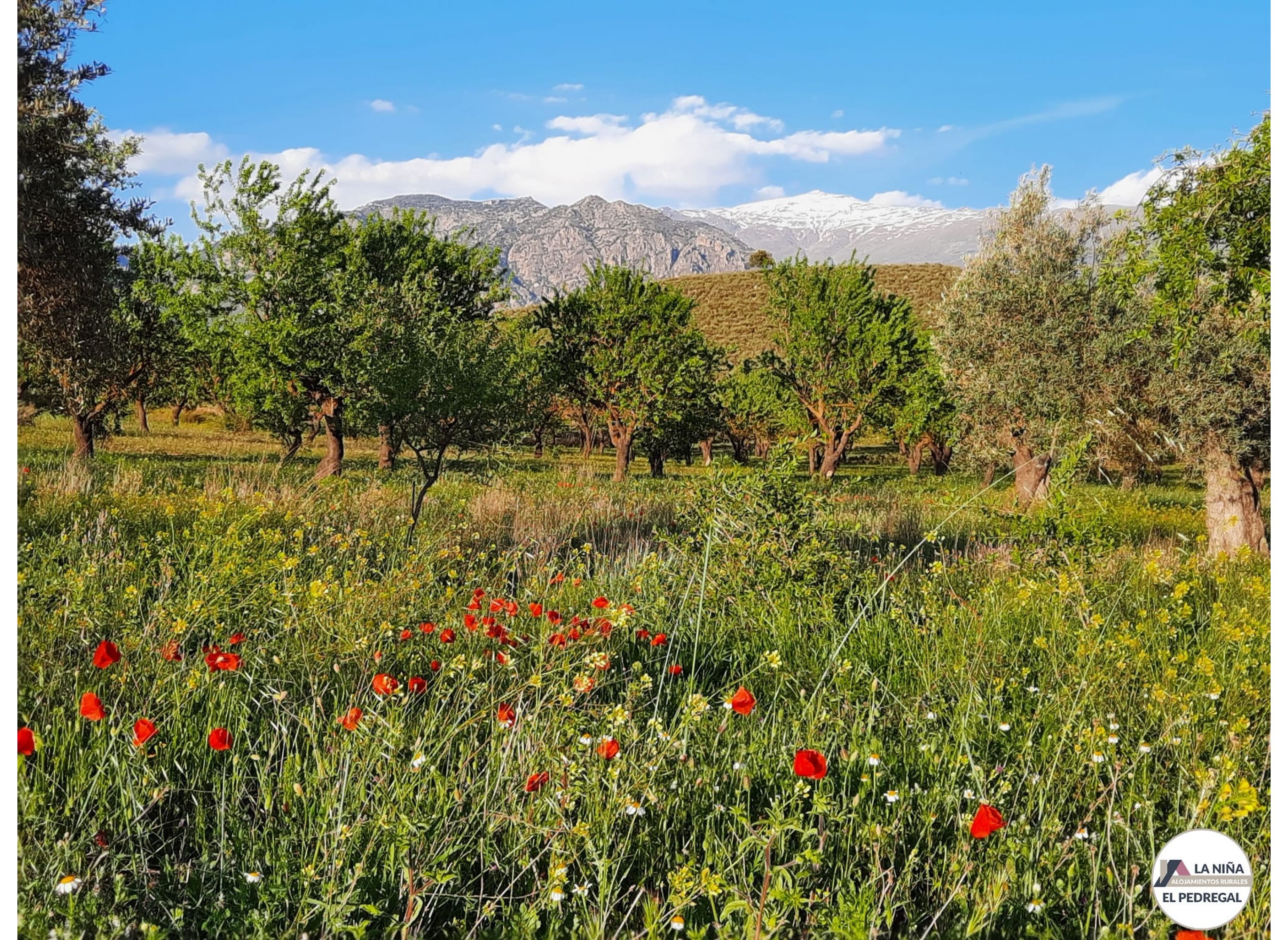 Entre Almendros — Area Autocaravanas in Granada