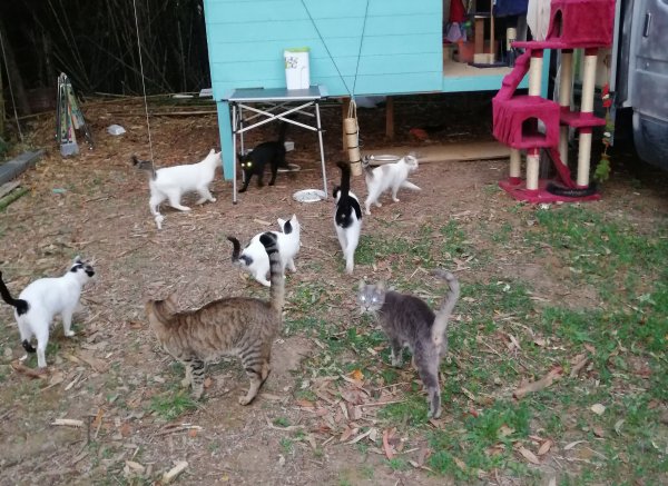 Gattolandia — Photo 5