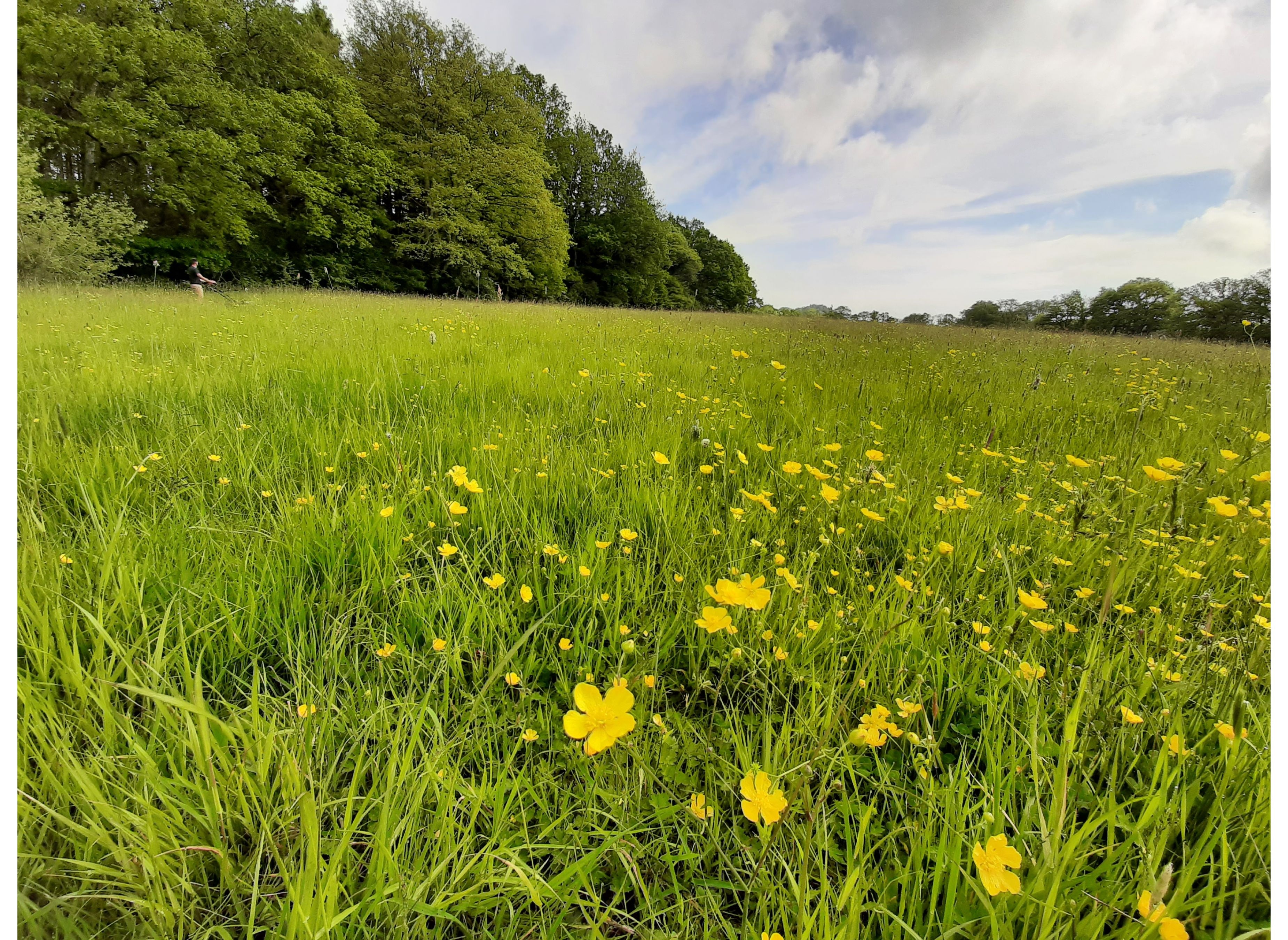 Bramble Meadow Camping & Shepherd's Hut — Camping Site in Newton Abbot
