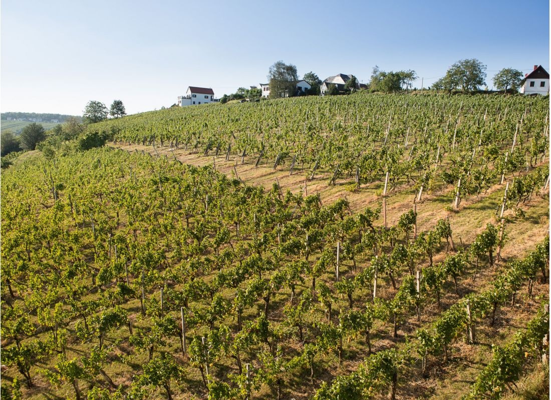 Weingut Schützenhof — Weingut in Deutsch Schützen