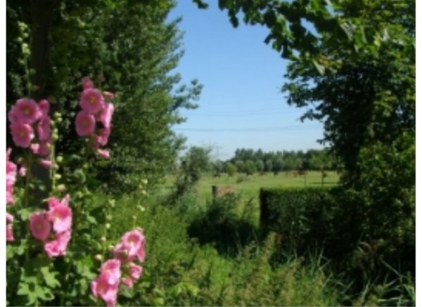 Camping De Toffe Peer — Photo 2