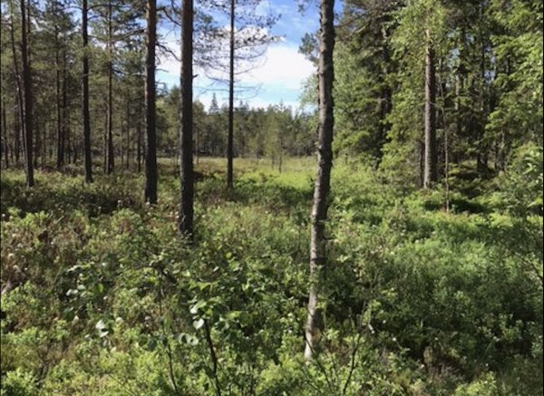 Riddarskogen 520 — Photo 5