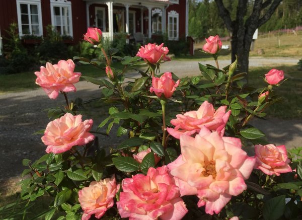 Fyrås Gård — Photo 3