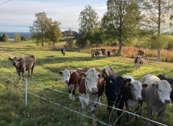 Fyrås Gård — Photo 6