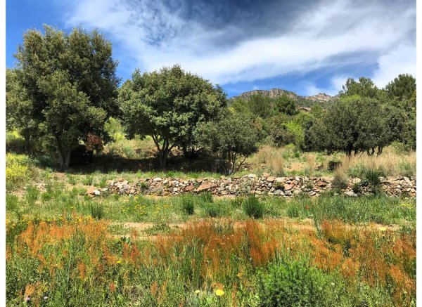 El Águila del Norte — Photo 3