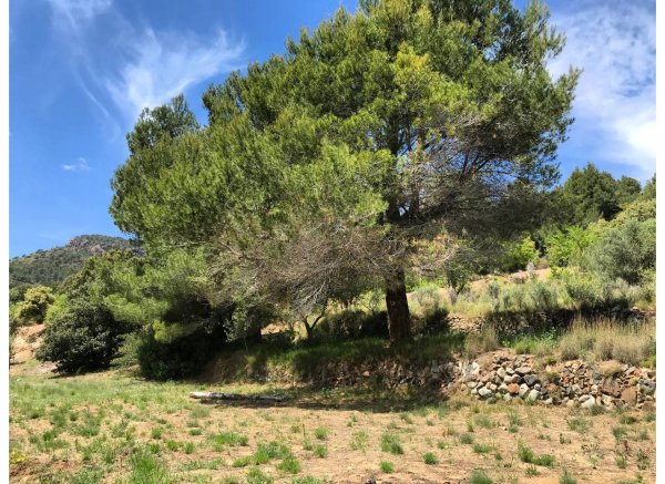 El Águila del Norte — Photo 4