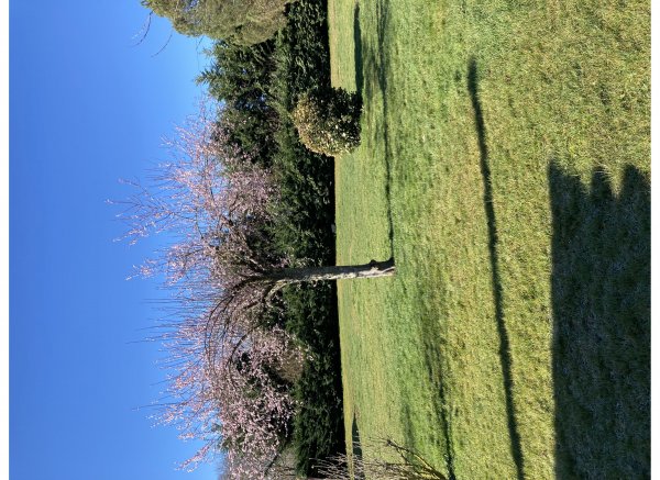 Coeur vanille — Photo 2