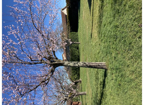 Coeur vanille — Photo 4