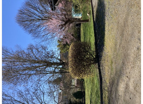 Coeur vanille — Photo 5