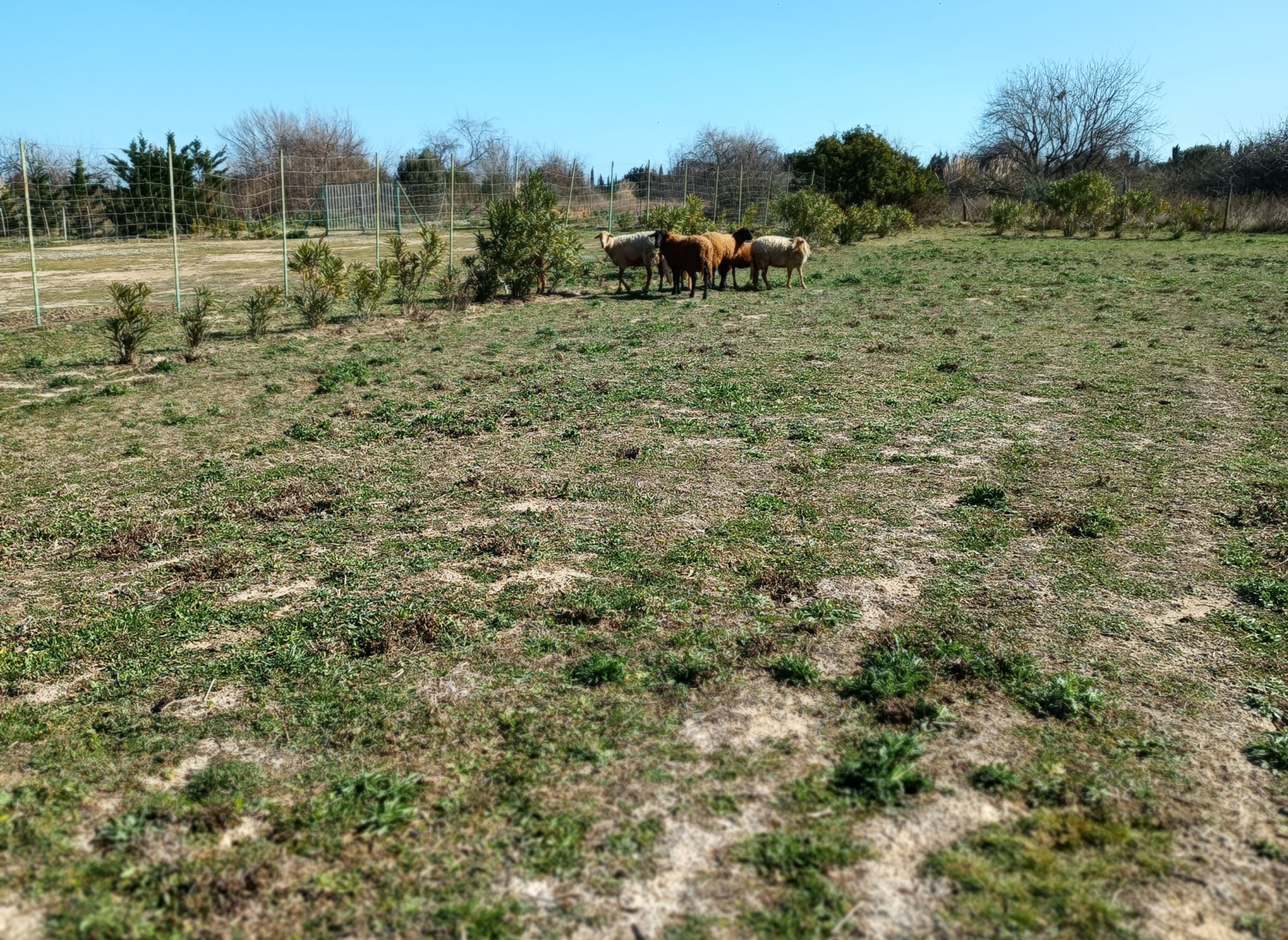 Camping de la ferme familliale — Campingplass in Saint-Hippolyte
