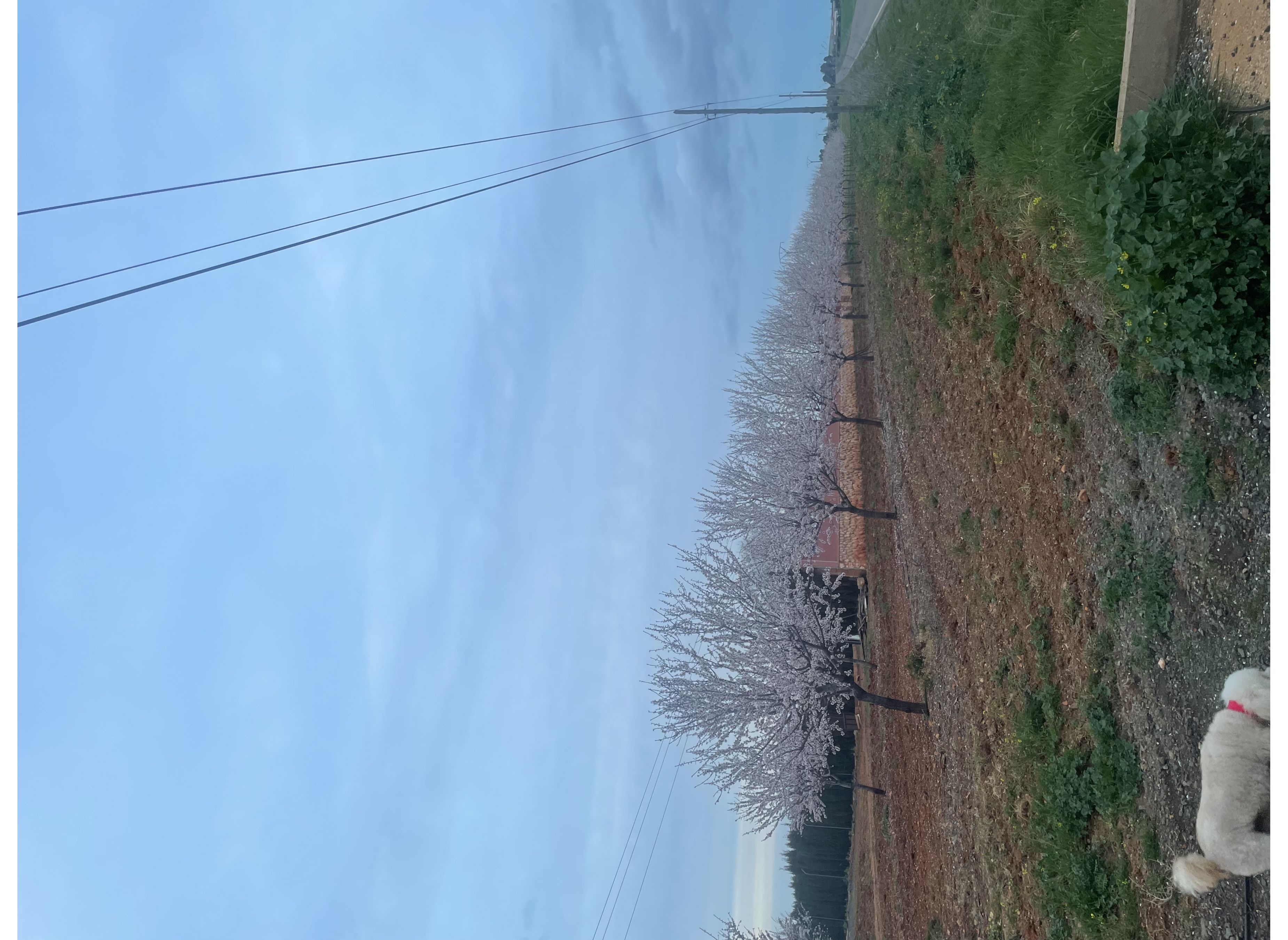 Campolindo — Kemp in Almagro