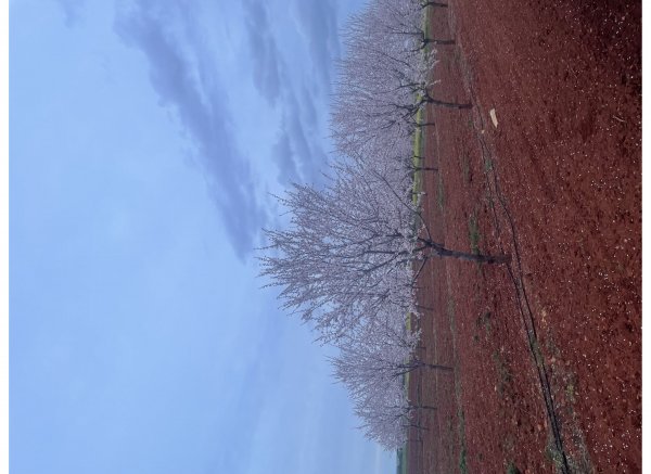 Campolindo — Photo 2