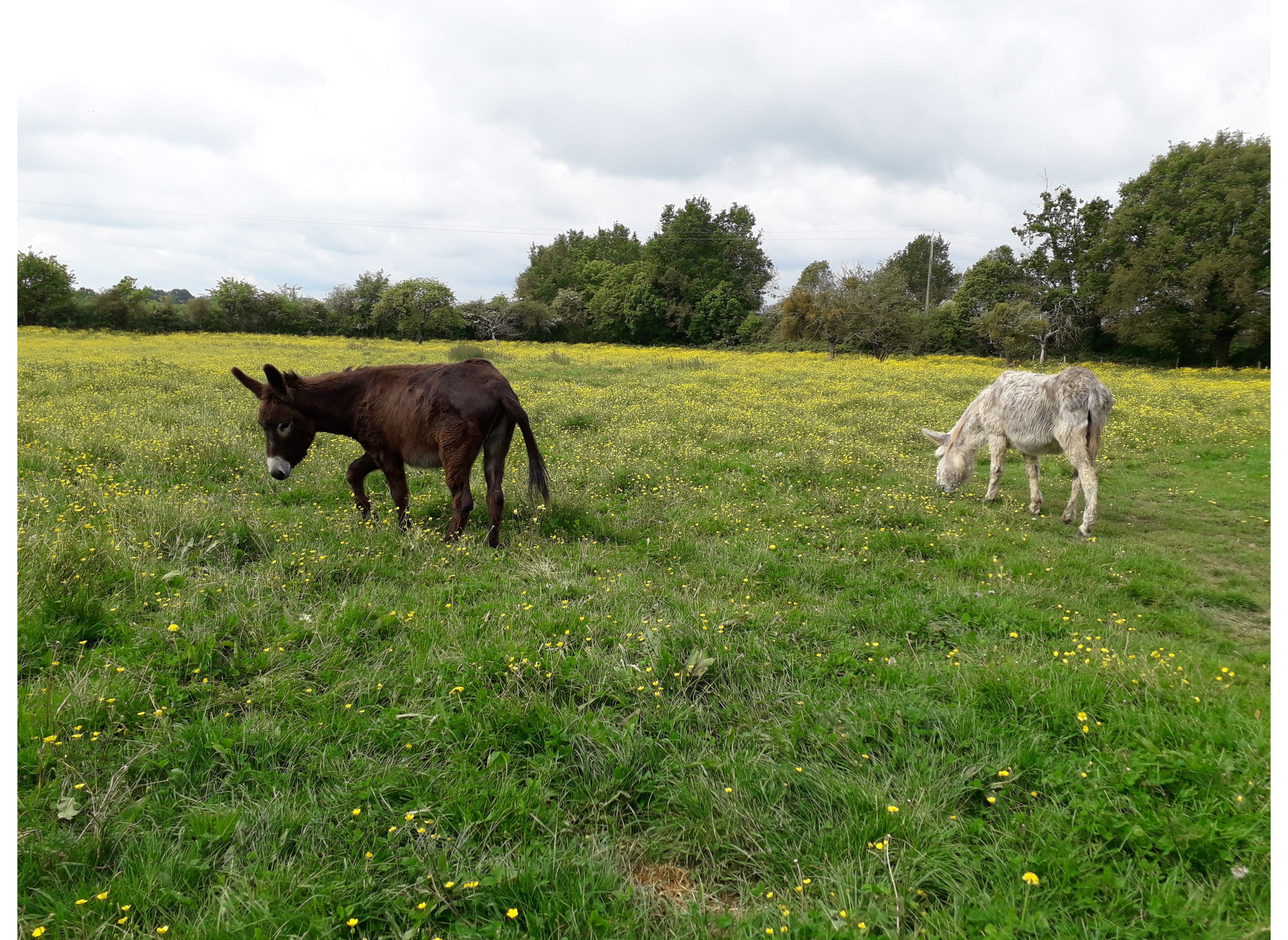 La Violaie — Area da campeggio in Erdre-en-Anjou