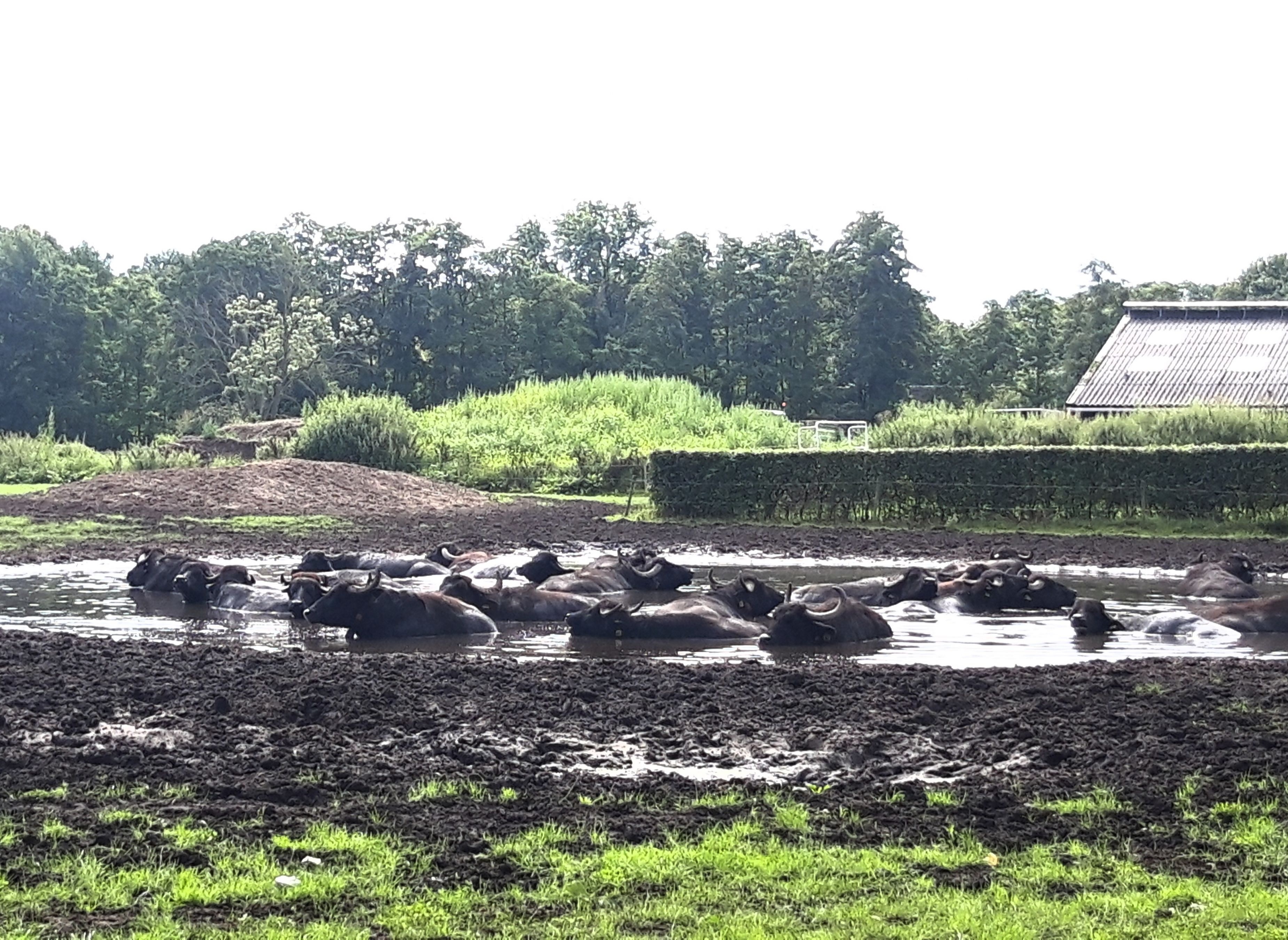 Minicamping De Groene Donk — Campingplass in Den Dungen