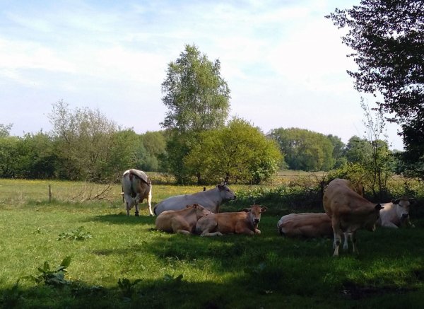 Camping De Groene Valk — Foto 5